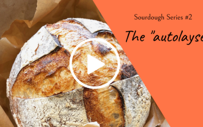 Sourdough Series #2: The Autolayse